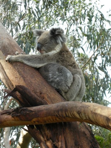 animalsofthegreatoceanroad.jpg