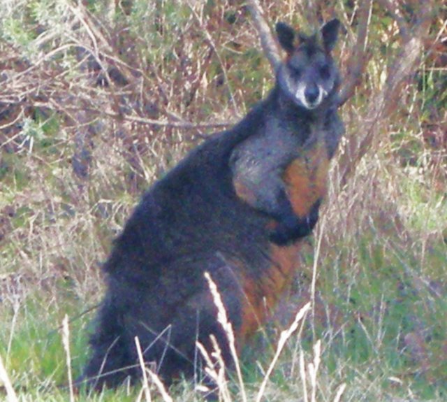 animalsofthegreatoceanroad6.jpg