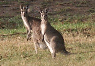 animalsofthegreatoceanroad9.jpg