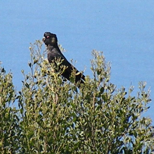 birdsofthegreatoceanroad7.jpg