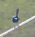 birdsofthegreatoceanroad9_small.jpg