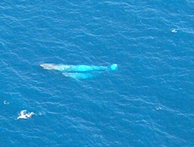 bluewhales4.jpg