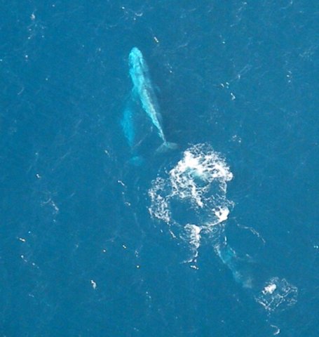 bluewhales5.jpg