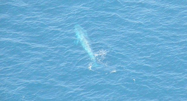 bluewhales7.jpg