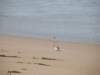greatoceanwalkandrainbowfalls11_small.jpg