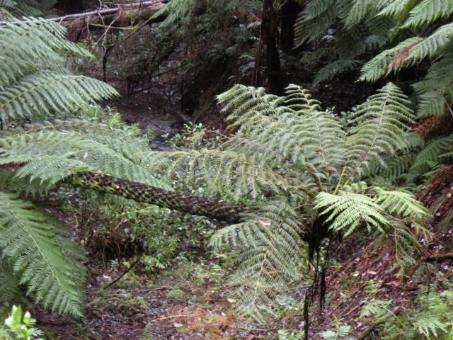 littleairefalls21.jpg
