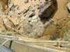 londonbridge14_small.jpg