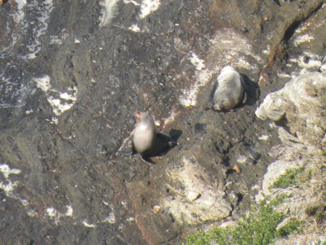 marinemammalsofthegreatoceanroad5.jpg