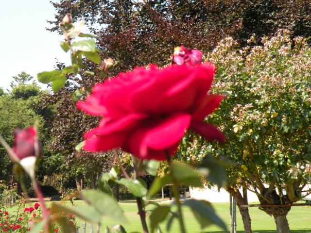portlandbotanicalgardens17.jpg