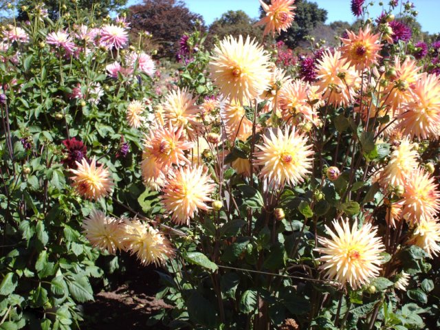 portlandbotanicalgardens27.jpg