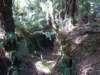 tripletfalls10_small.jpg