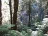tripletfalls18_small.jpg