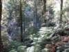 tripletfalls19_small.jpg